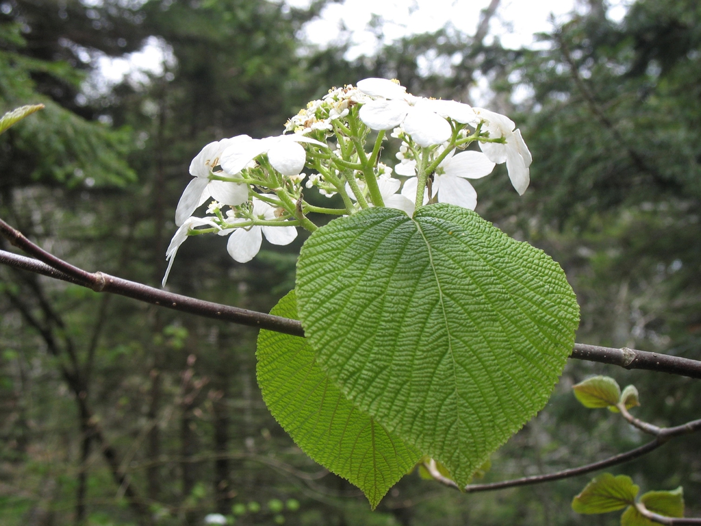 Viburnum lantanoides