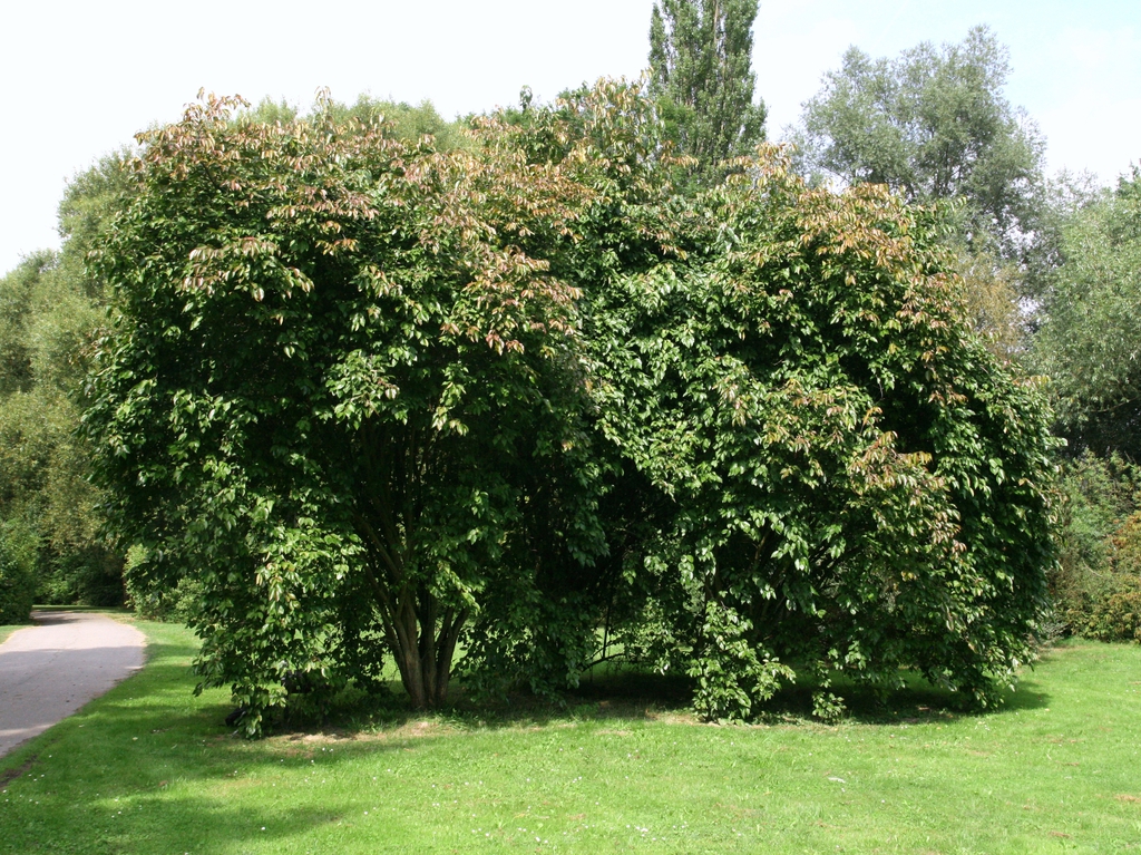 Form