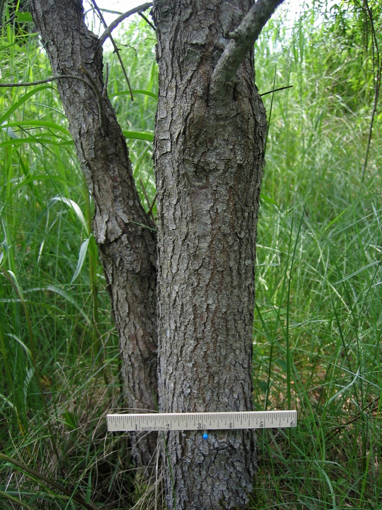 Bark