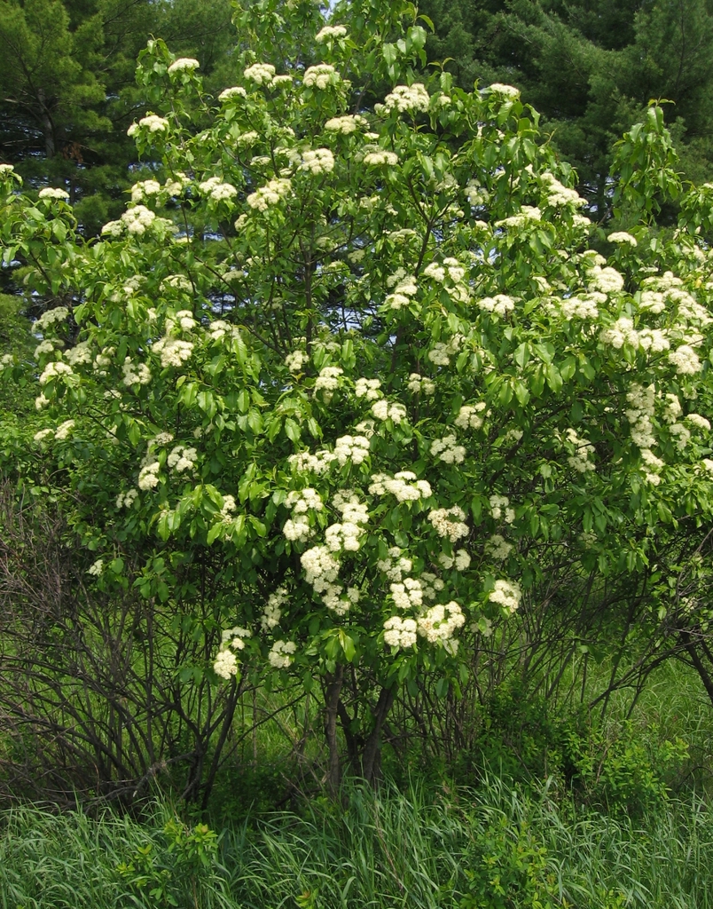 Flowering form