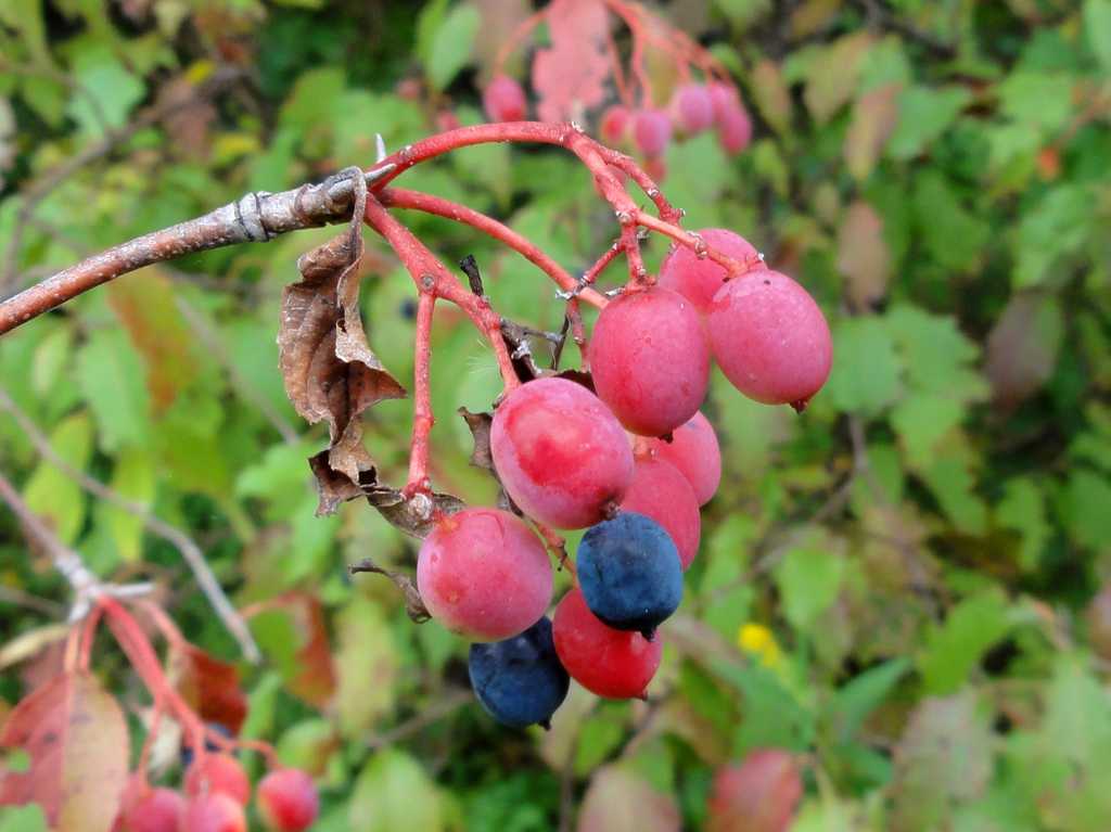 Fruit