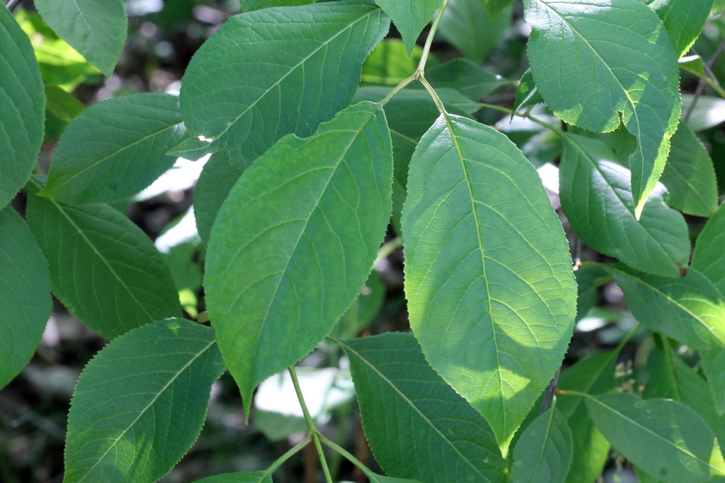 Leaves