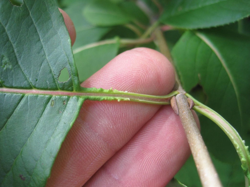 Stem and leaf attachment