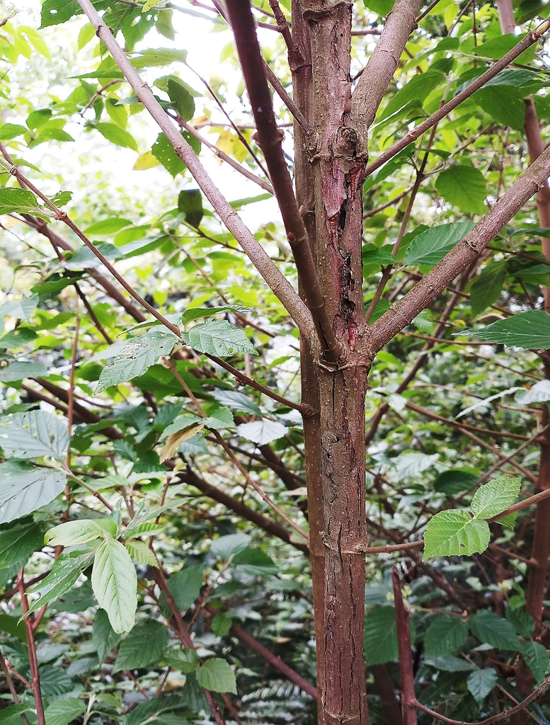 Bark