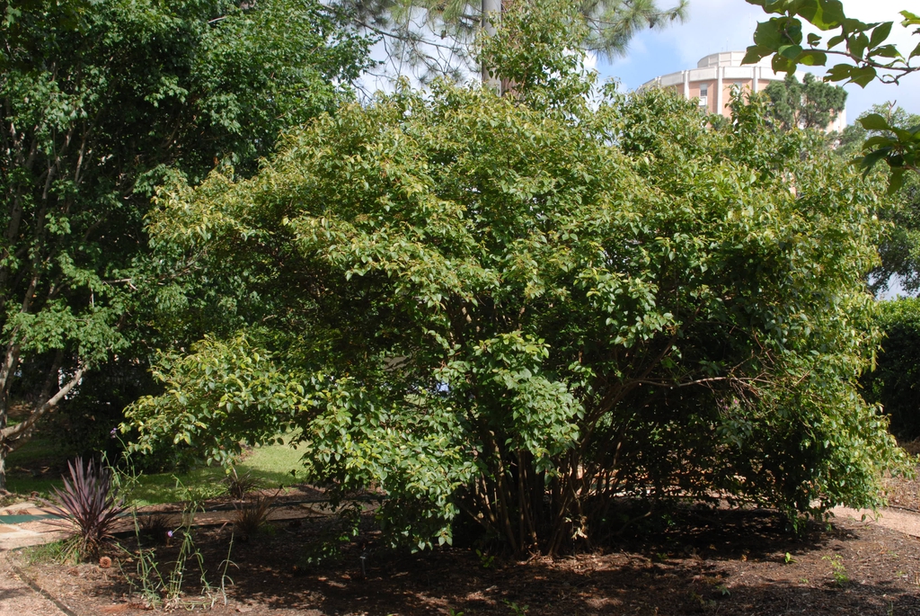 Viburnum luzonicum