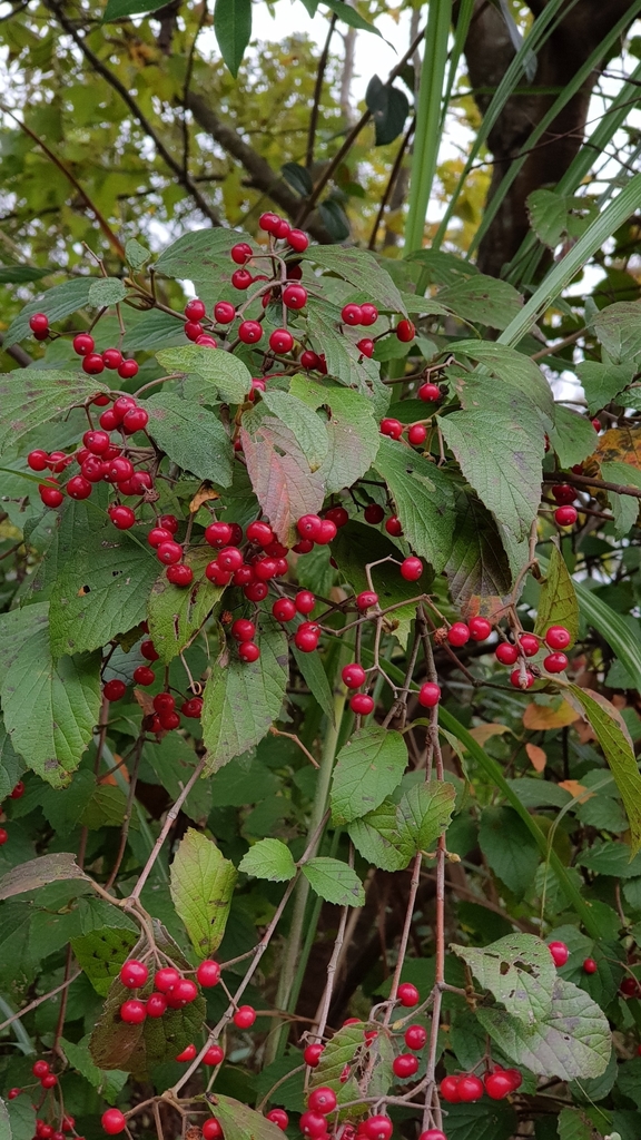 Fruit