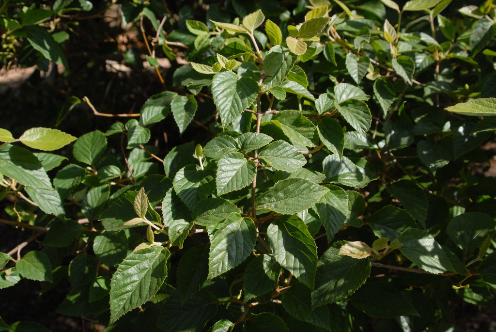 Viburnum luzonicum