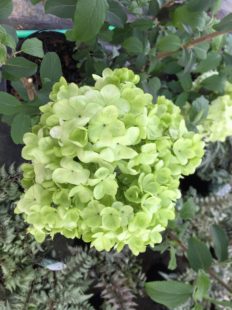 Spherical cluster of green, immature, sterile flowers.