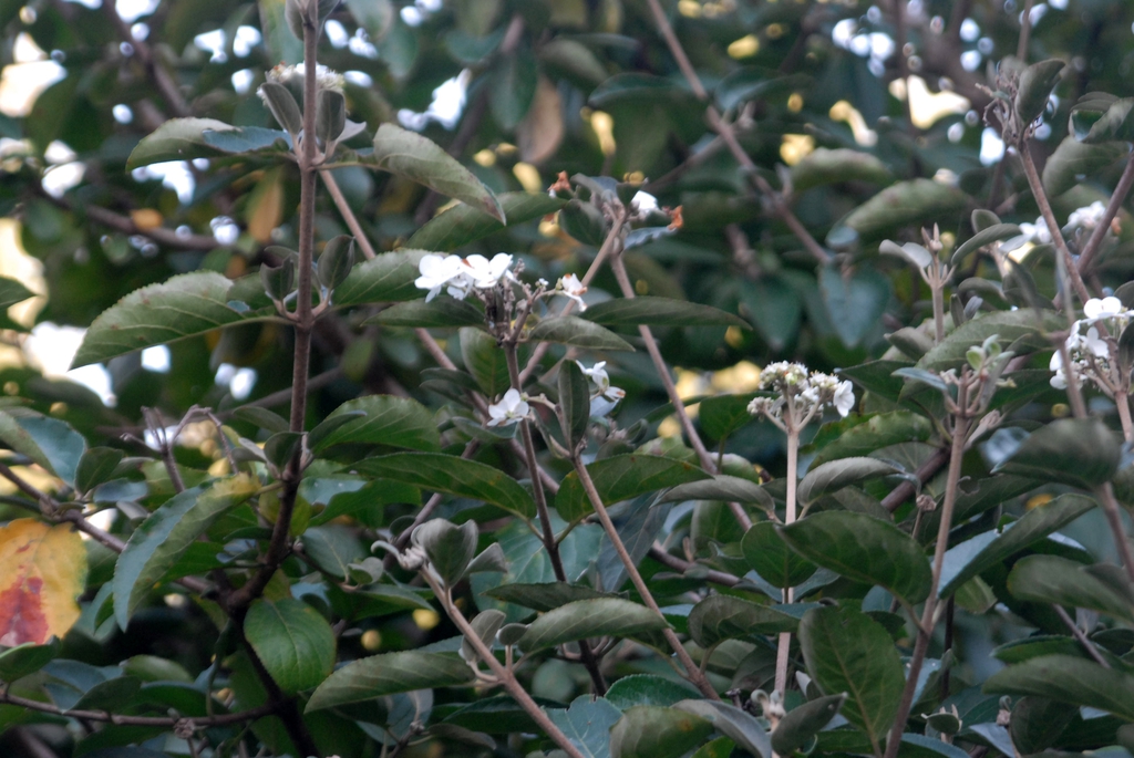 Shoots with opposite leaves and small terminal flower clusters.