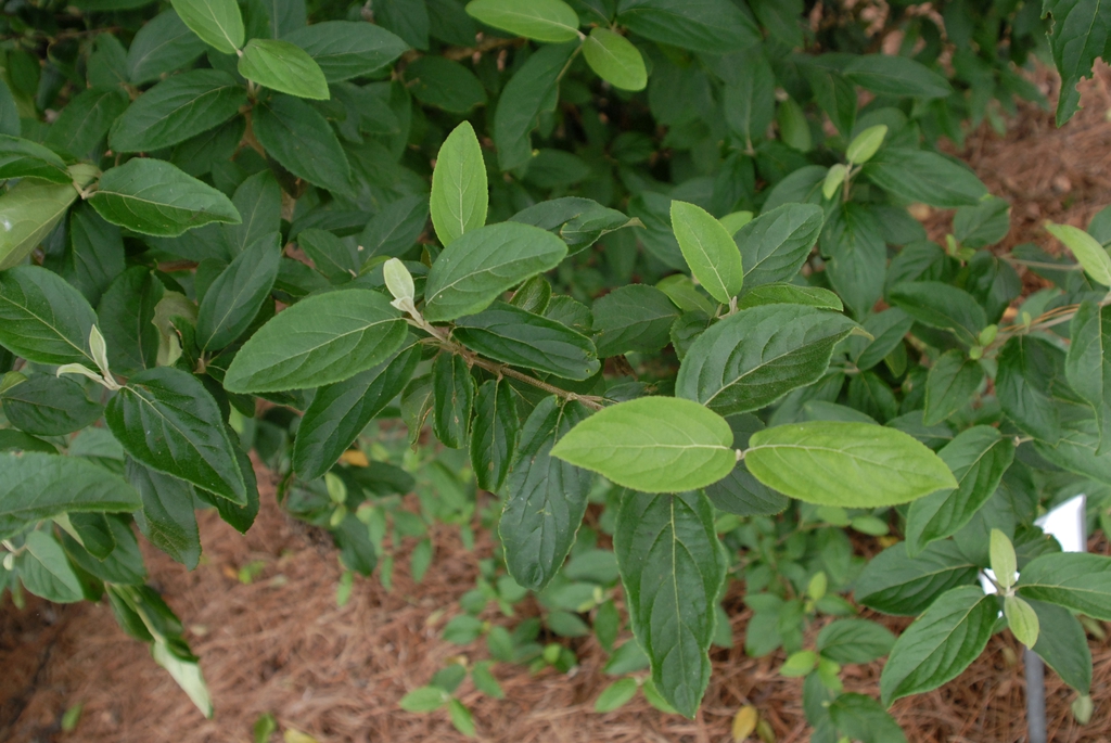 Leafy shoots; opposite, ovate leaves & finely serrate margins