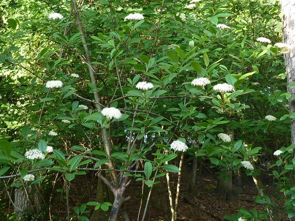 Form