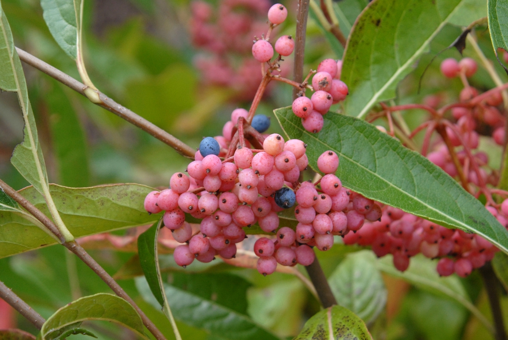 Viburnum nudum