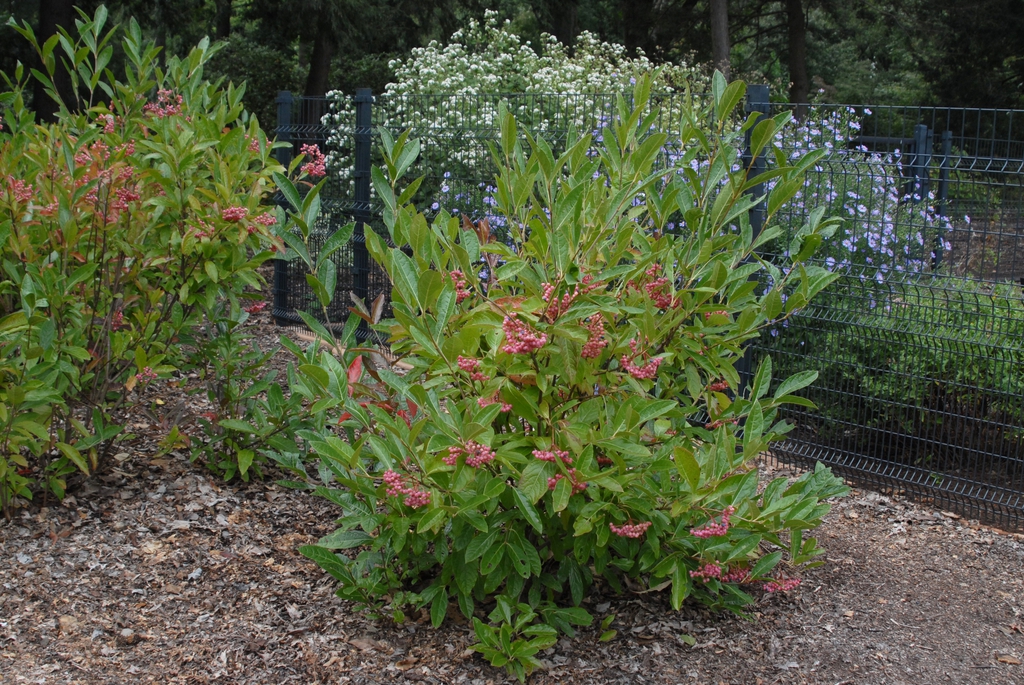 Viburnum nudum