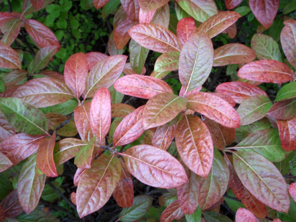 'Winterthur' Fall color Leaf