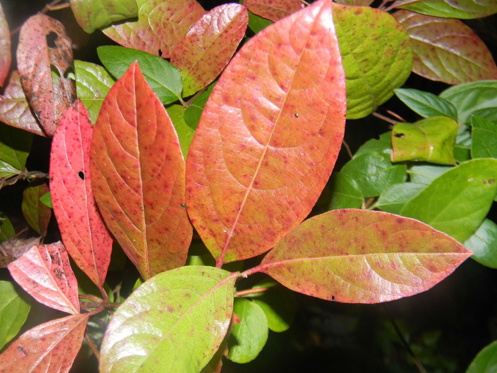 Viburnum nudum