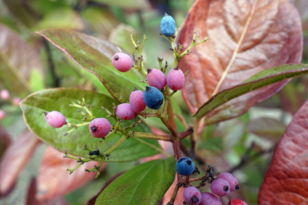 Viburnum nudum