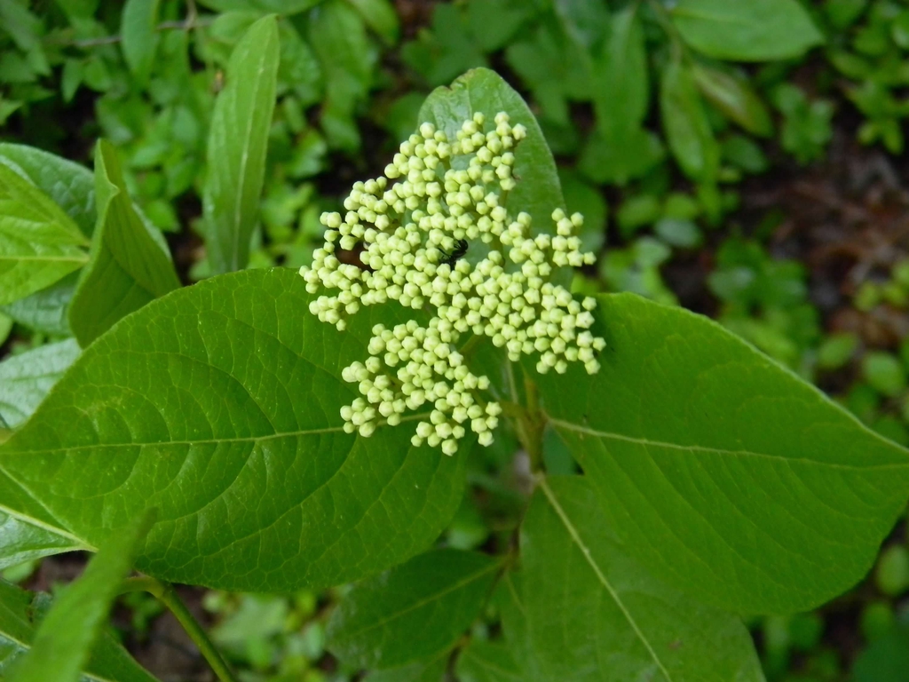 Viburnum nudum