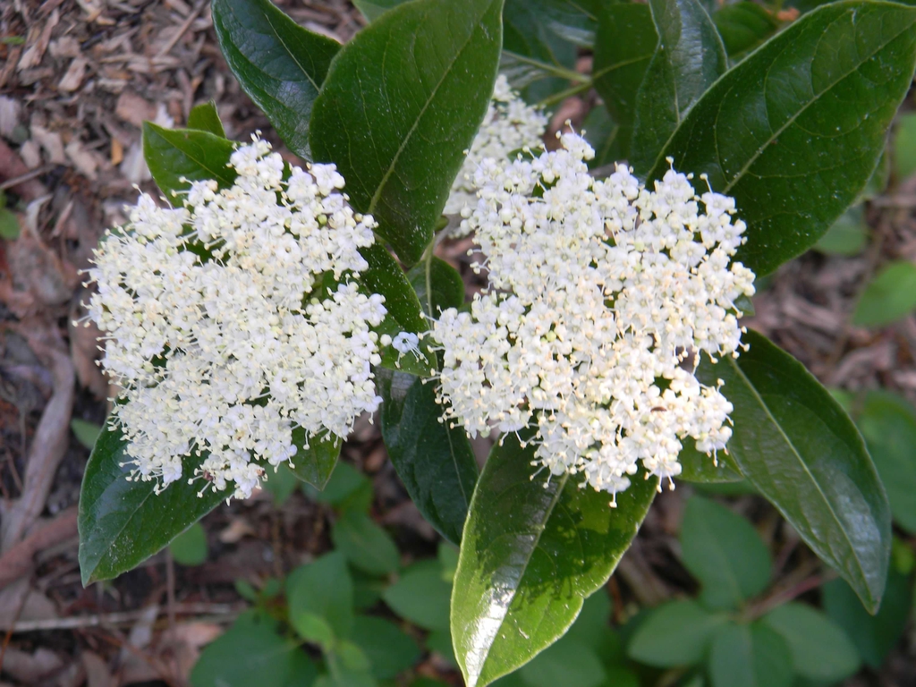 Viburnum nudum