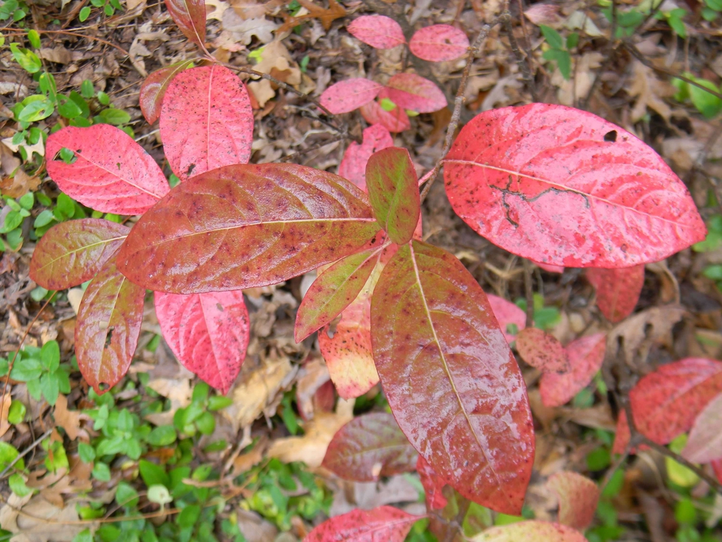 Viburnum nudum