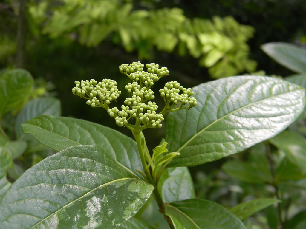 Viburnum nudum
