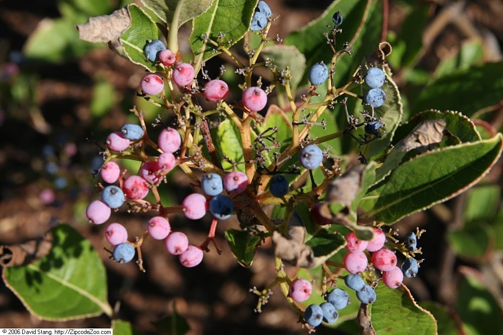 Fruit