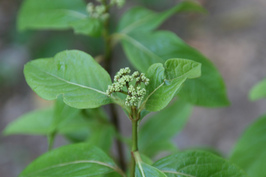 Leaves and buds