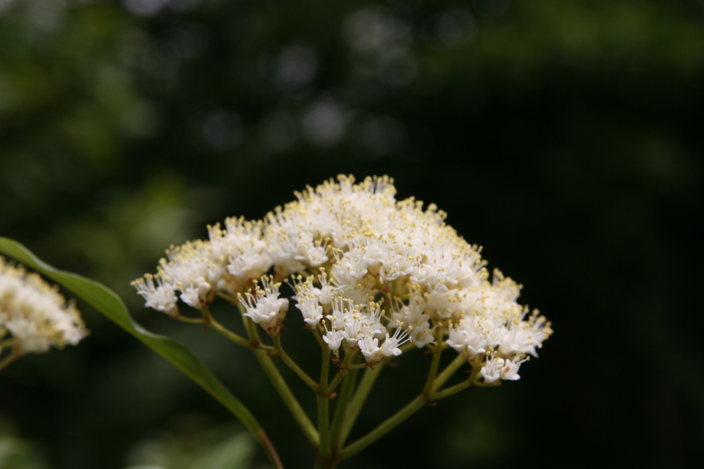 Viburnum nudum