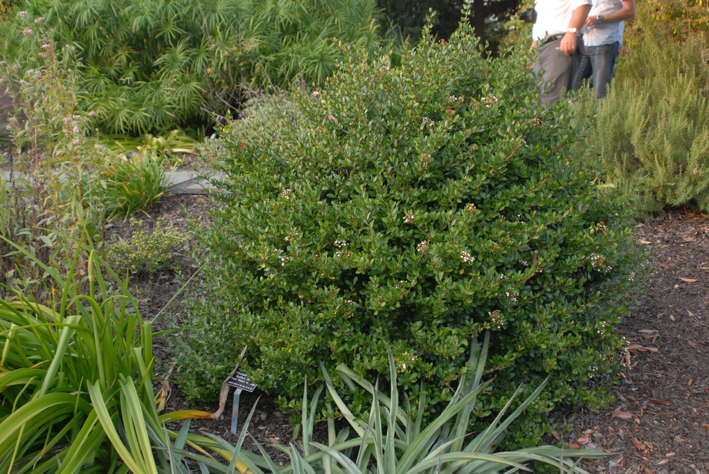 'Christmas Star' Form