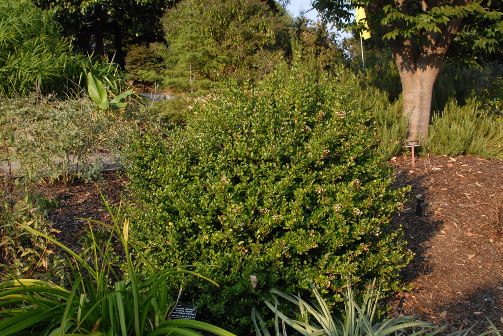 'Christmas Star' Flower Form