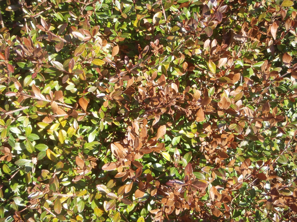 'Christmas Star' Frozen Leaf