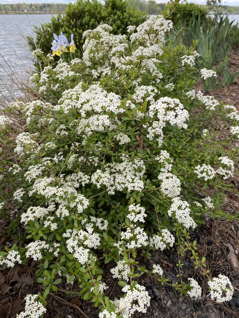 Viburnum obovatum
