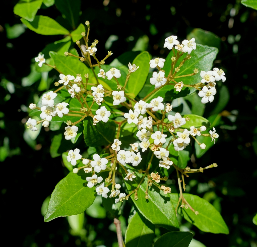 Viburnum obovatum