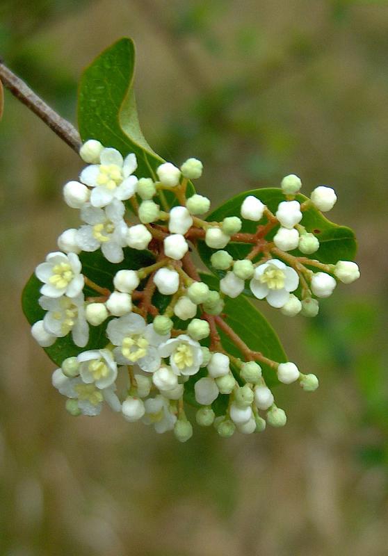 Viburnum obovatum