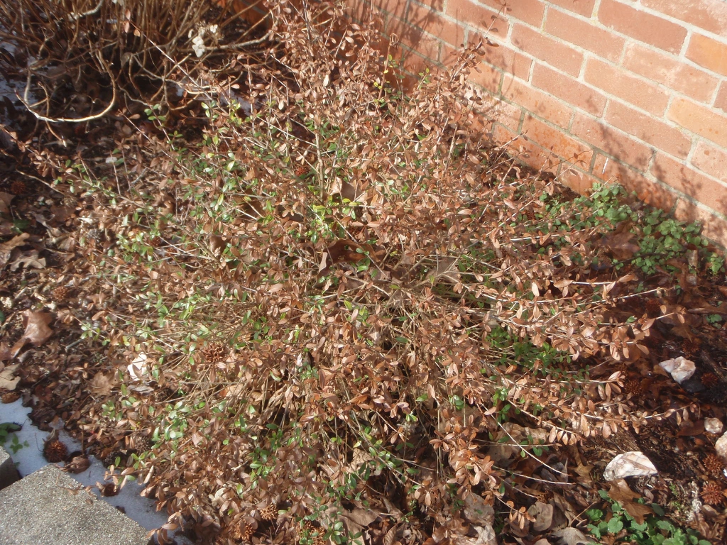 'Whorled Class' Freeze Form