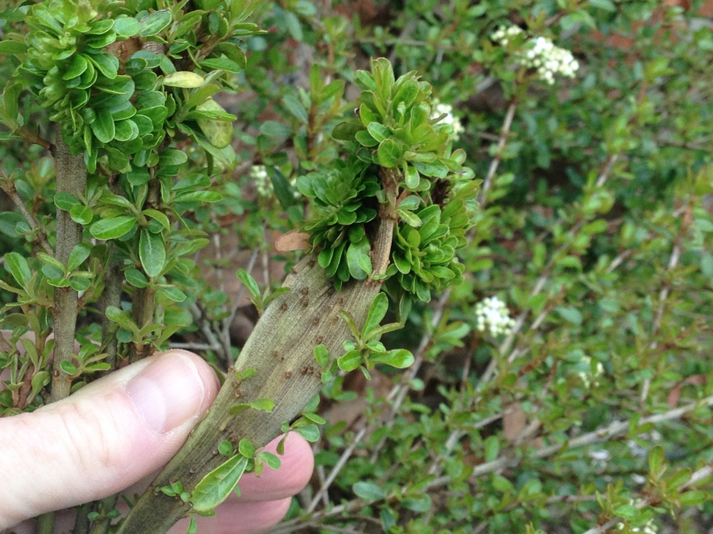 Viburnum obovatum