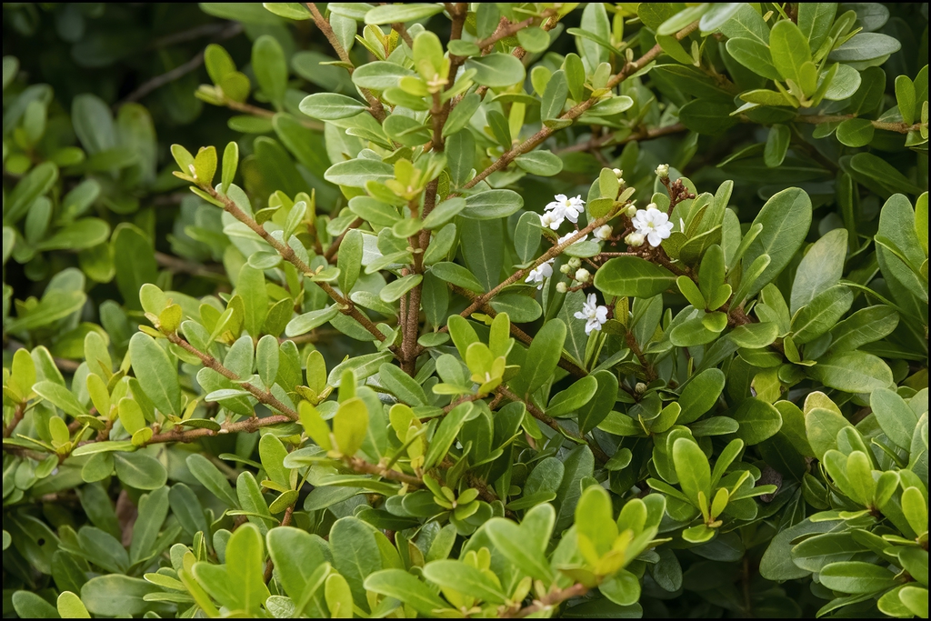 Leaves and stem