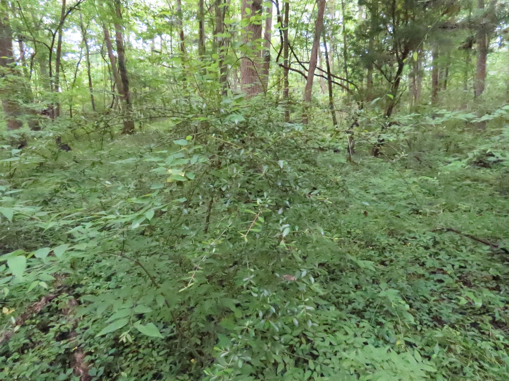 Native habitat