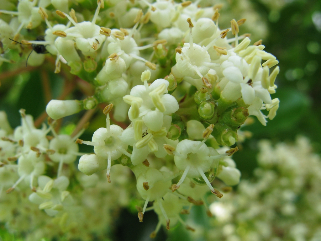 Flowers of var odoratissim