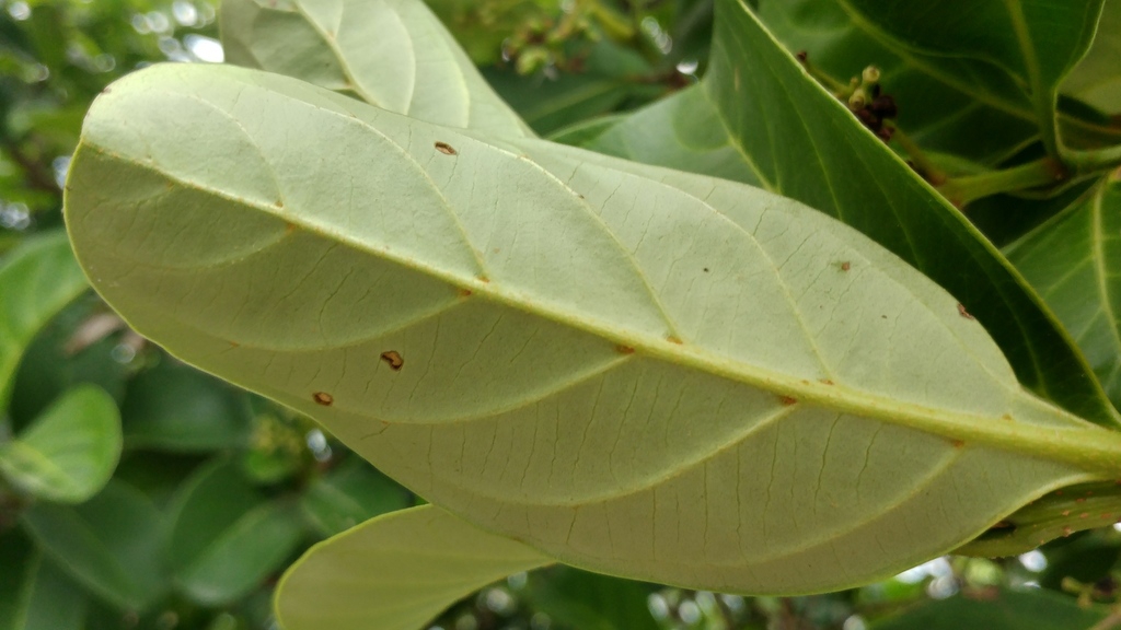 Underside of leaf