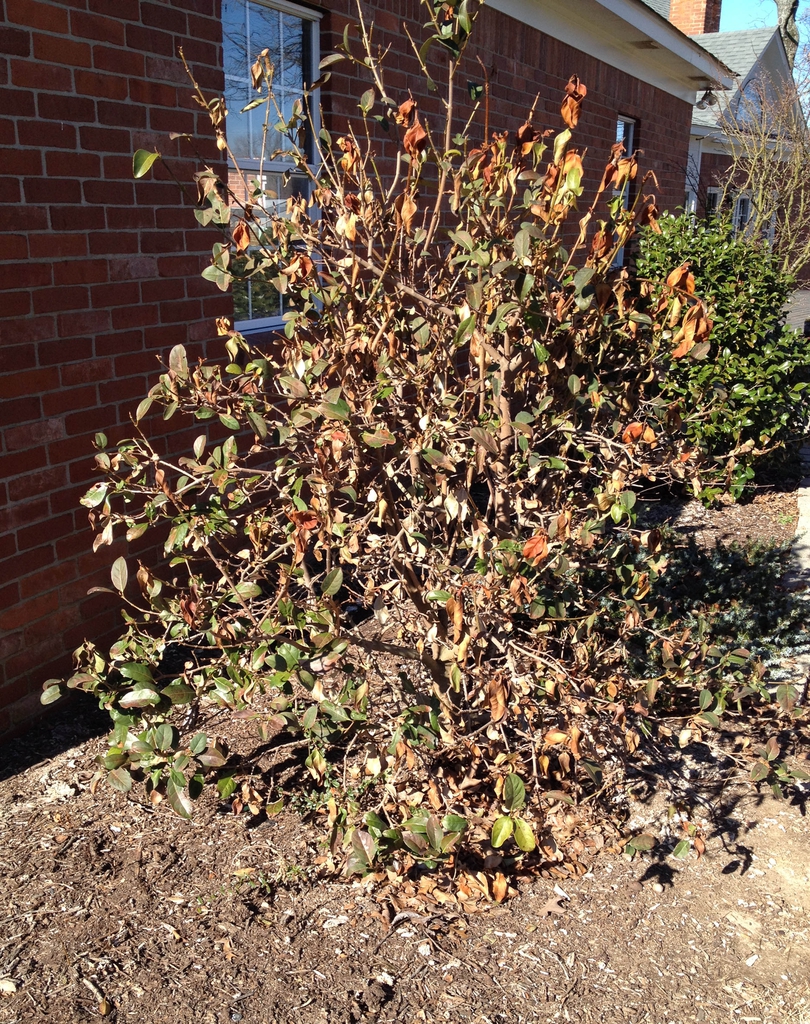 Viburnum odoratissimum