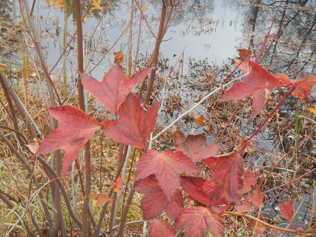 Fall color