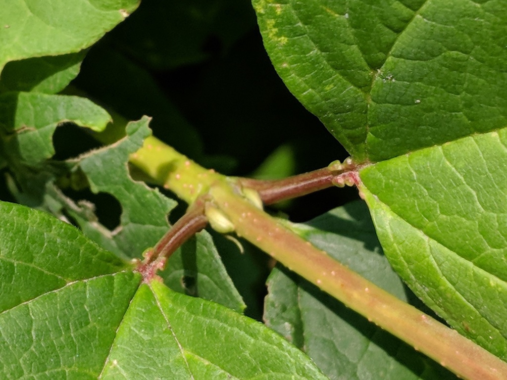 Stem