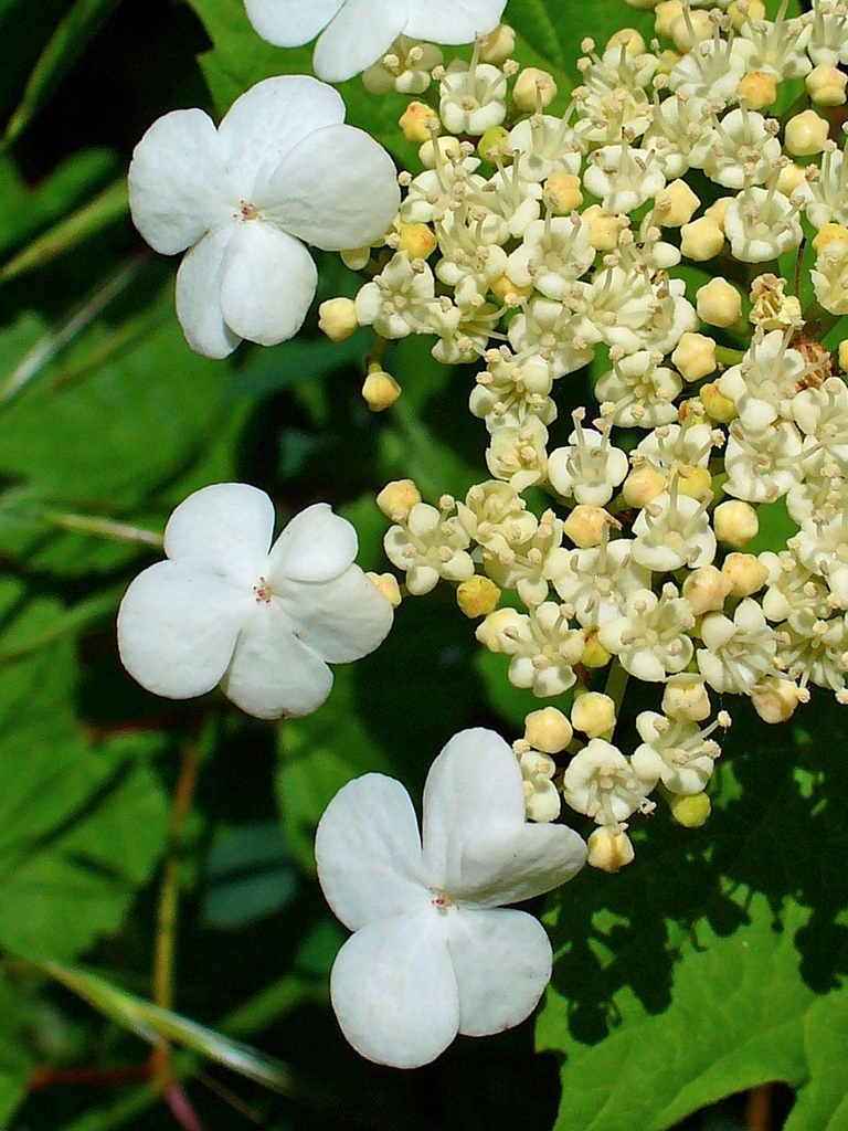 Viburnum opulus