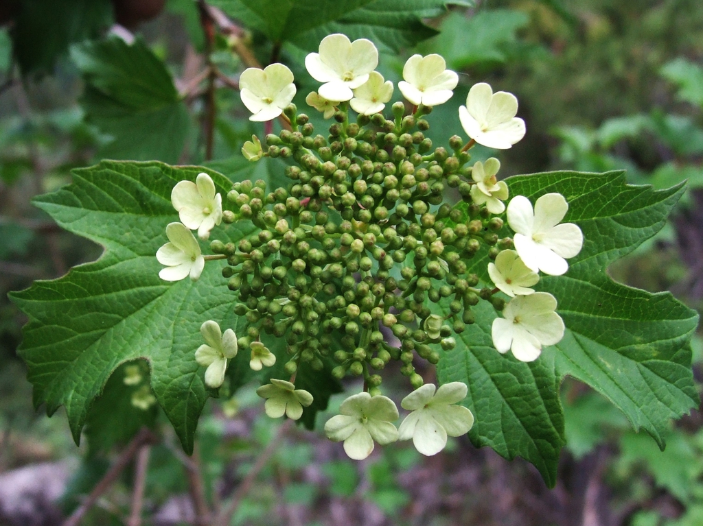 Viburnum opulus