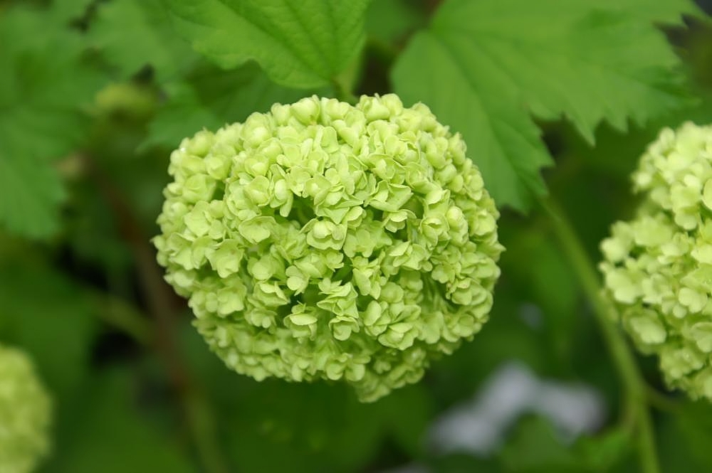 Green first opened flowers