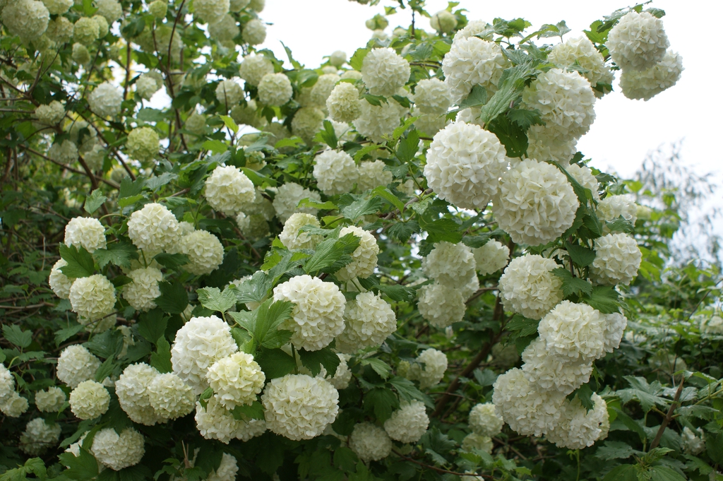 Viburnum opulus 'Roseum'