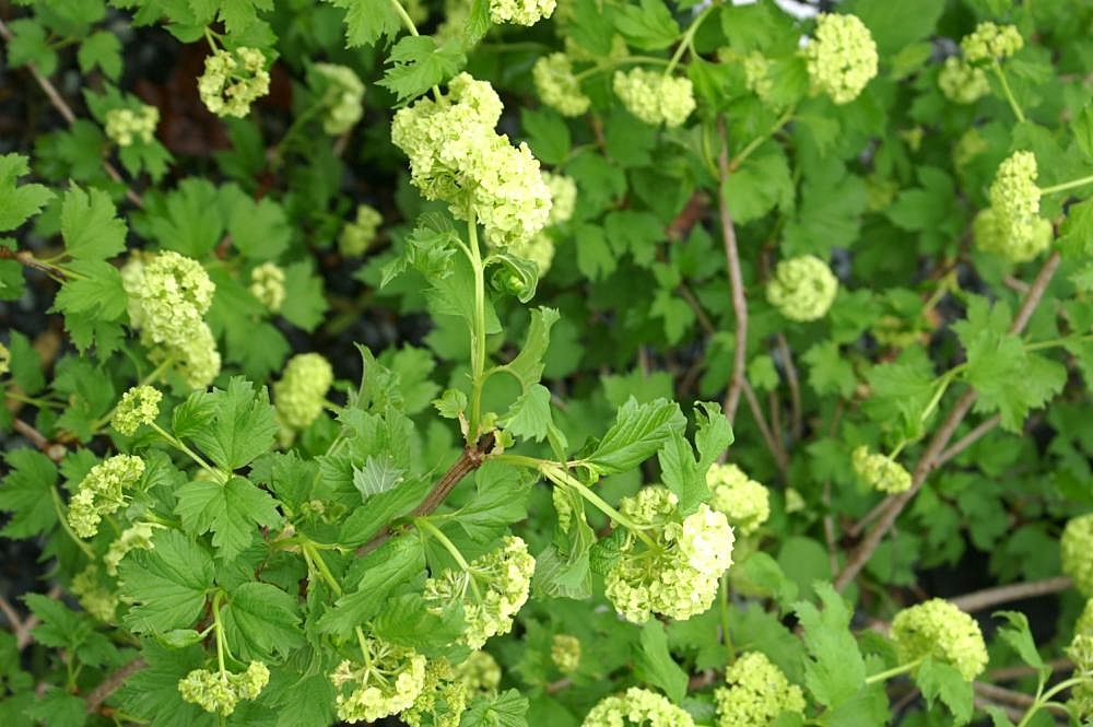 Stems, leaves, flowers