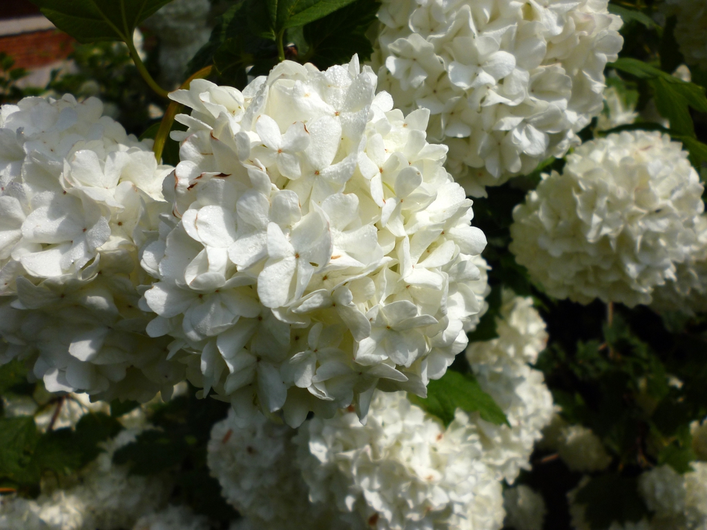 Close up of flower