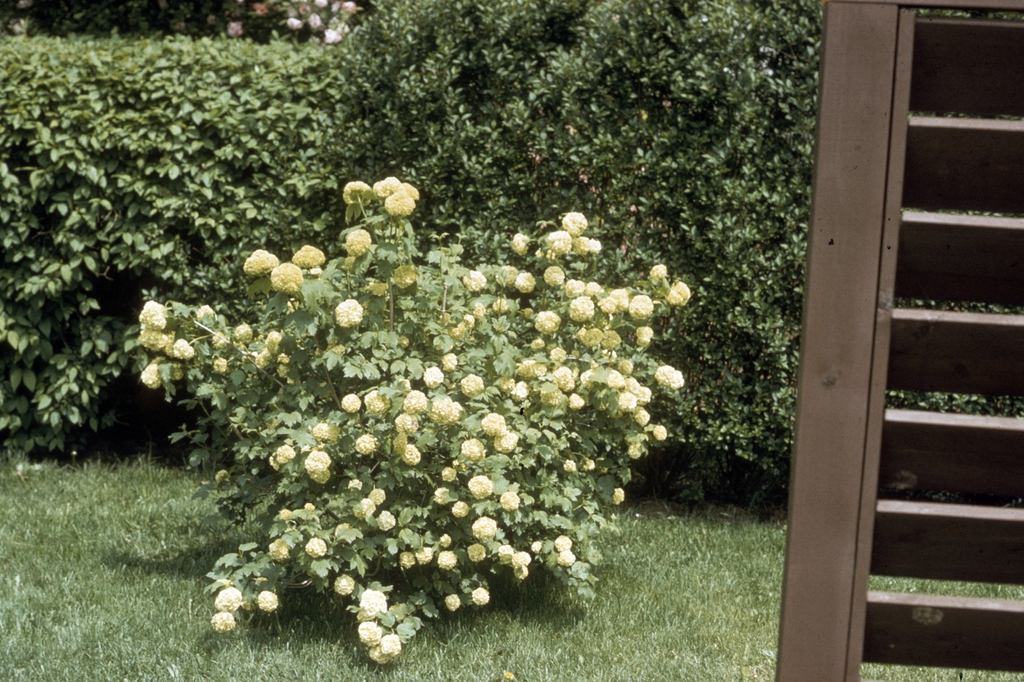 Form in bloom