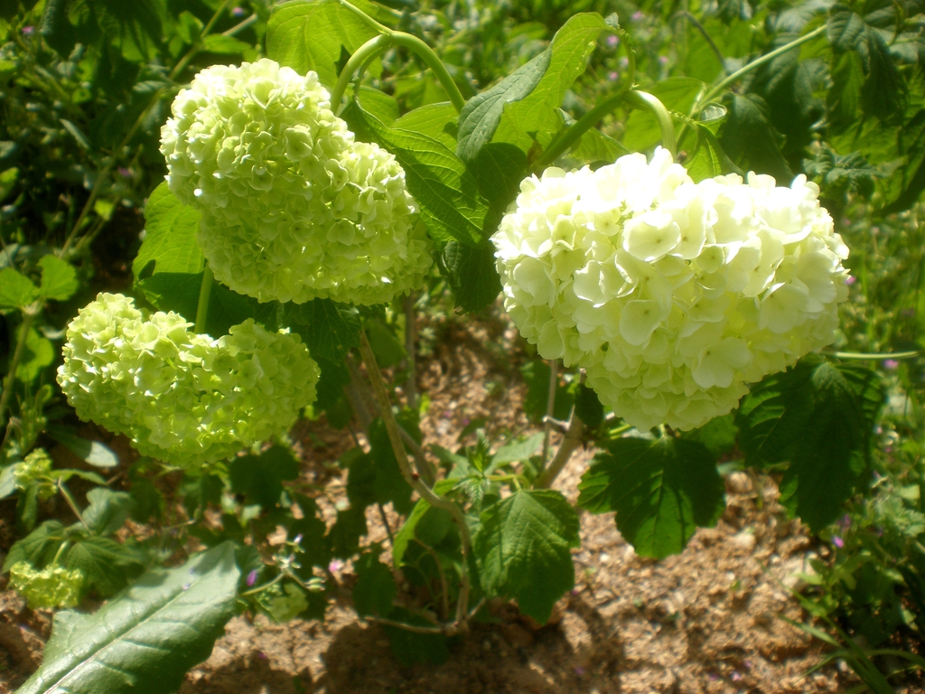 Viburnum opulus 'Roseum'